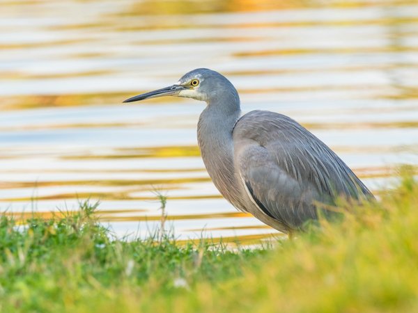 Où trouver les meilleures routes pour un road trip en van à travers l'Australie?
